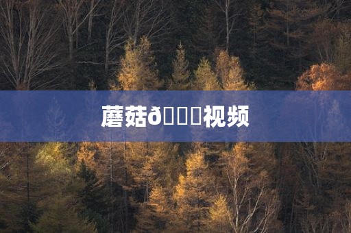 蘑菇🍄视频