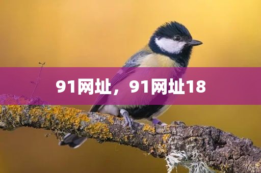 91网址，91网址18