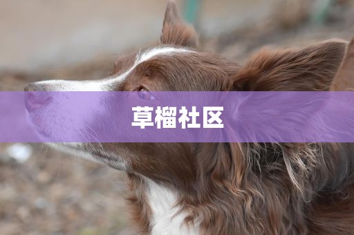 草榴社区