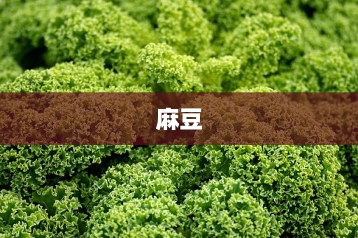 麻豆