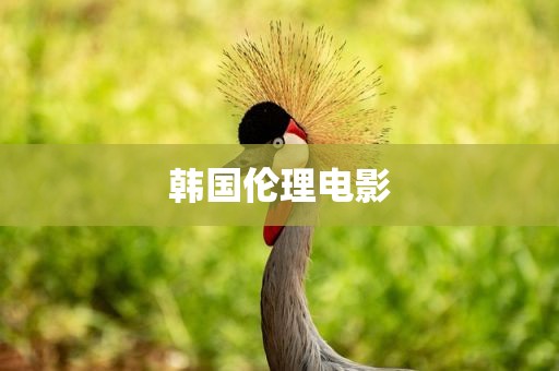 韩国伦理电影