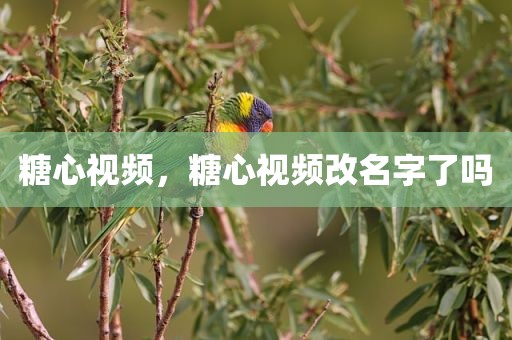 糖心视频，糖心视频改名字了吗