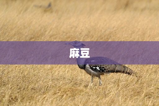 麻豆