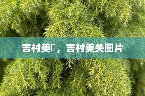 吉村美咲，吉村美关图片