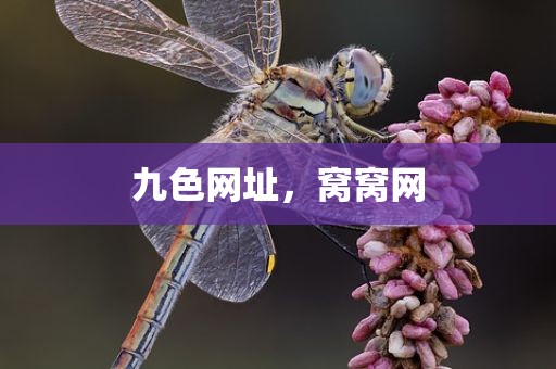 九色网址，窝窝网