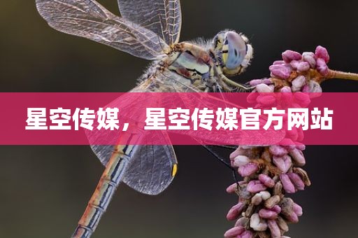 星空传媒，星空传媒官方网站