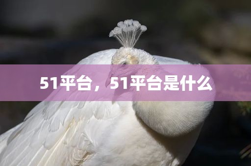 51平台，51平台是什么
