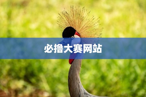 必撸大赛网站