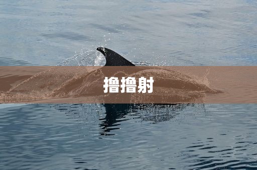 撸撸射