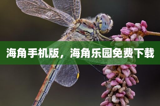 海角手机版，海角乐园免费下载
