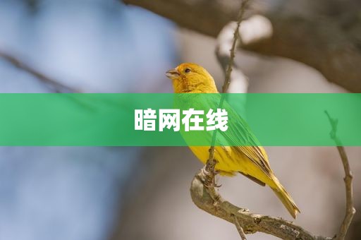 暗网在线