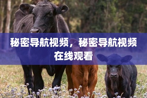 秘密导航视频，秘密导航视频在线观看
