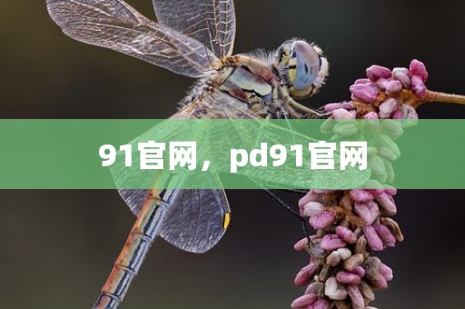 91官网，pd91官网