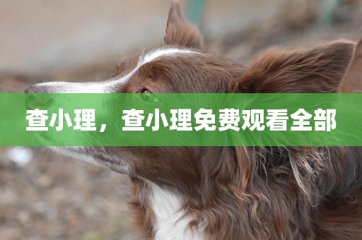 查小理，查小理免费观看全部