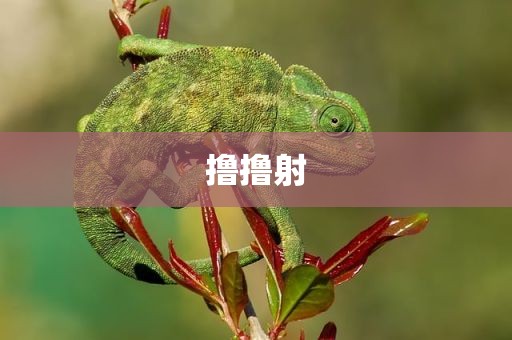 撸撸射
