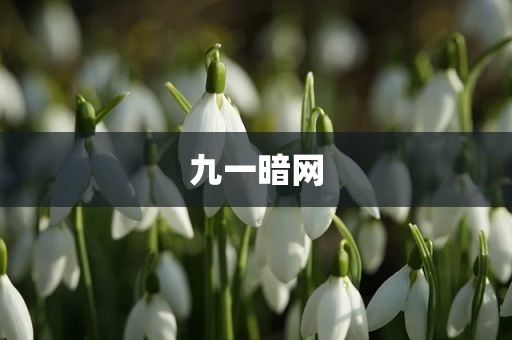 九一暗网