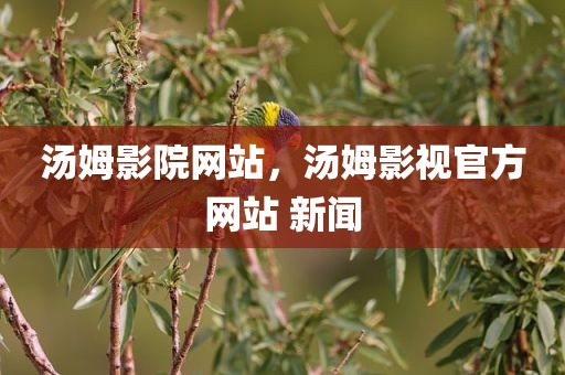 汤姆影院网站，汤姆影视官方网站 新闻