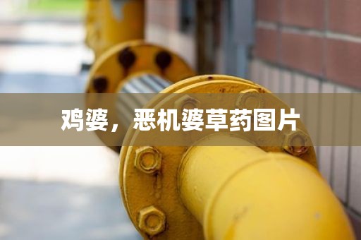 鸡婆，恶机婆草药图片