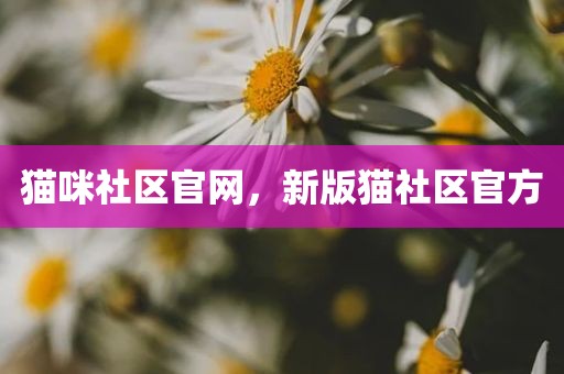 猫咪社区官网，新版猫社区官方
