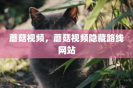 蘑菇视频，蘑菇视频隐藏路线网站