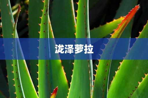 泷泽萝拉