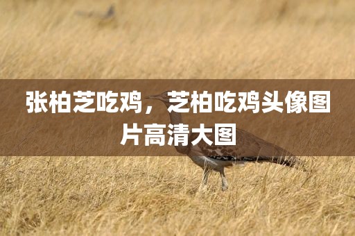 张柏芝吃鸡，芝柏吃鸡头像图片高清大图