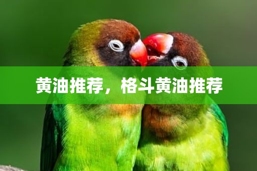 黄油推荐，格斗黄油推荐