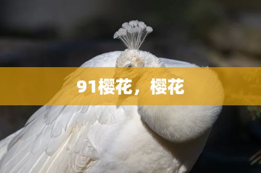 91樱花，樱花