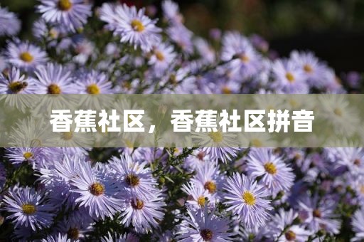 香蕉社区，香蕉社区拼音
