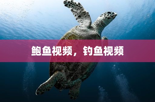 鲍鱼视频，钓鱼视频