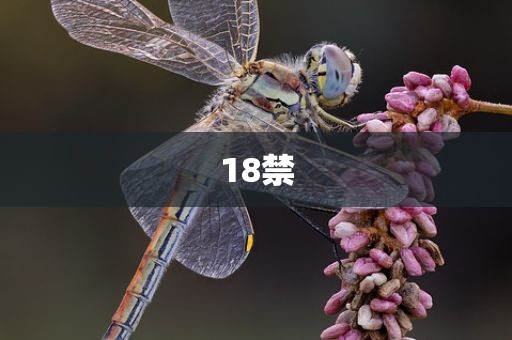 18禁