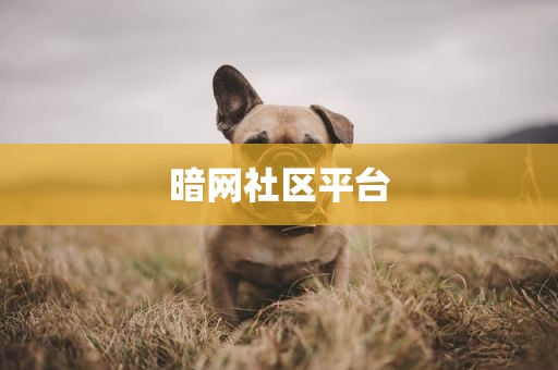 暗网社区平台