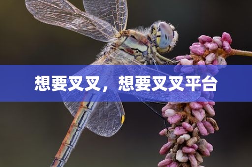 想要叉叉，想要叉叉平台