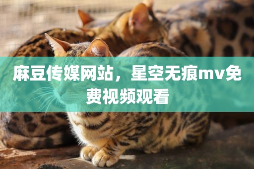 麻豆传媒网站，星空无痕mv免费视频观看
