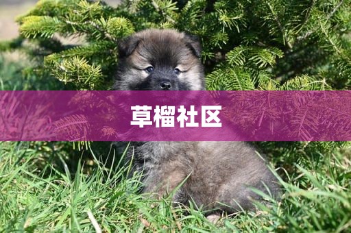 草榴社区
