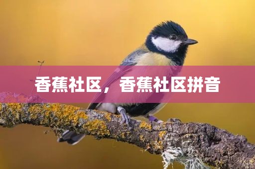 香蕉社区，香蕉社区拼音