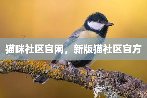 猫咪社区官网，新版猫社区官方