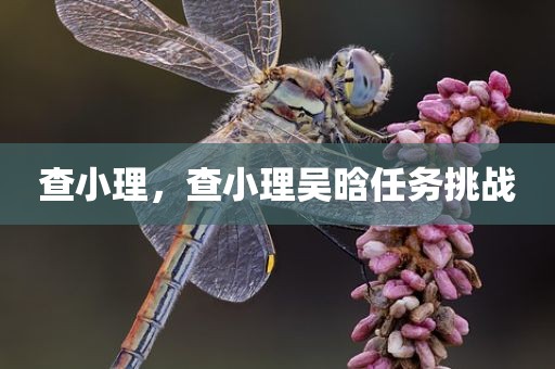 查小理，查小理吴晗任务挑战