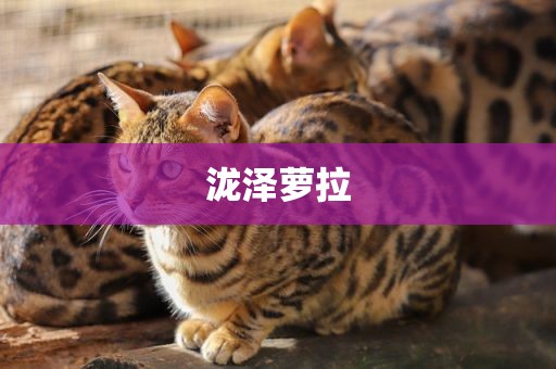 泷泽萝拉