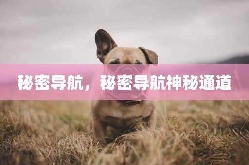 秘密导航，秘密导航神秘通道