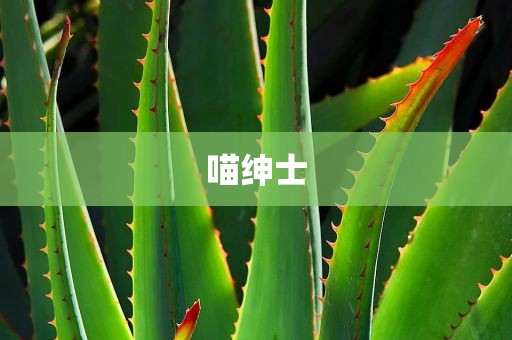 喵绅士