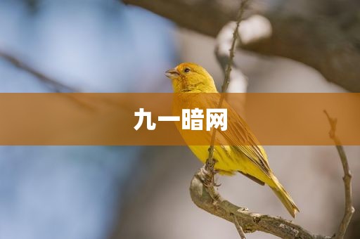 九一暗网
