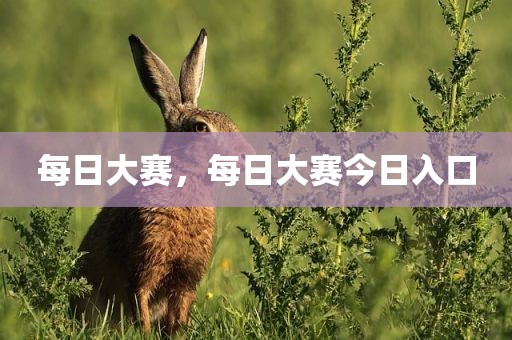 每日大赛，每日大赛今日入口
