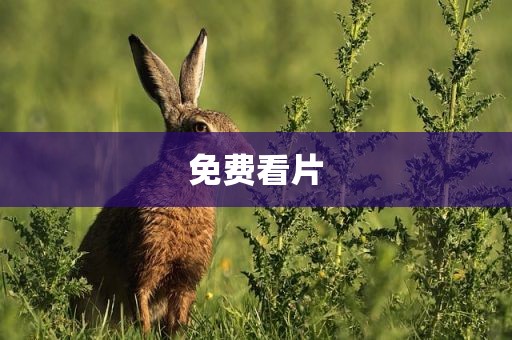 免费看片