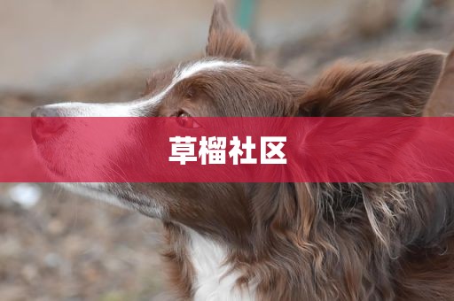 草榴社区