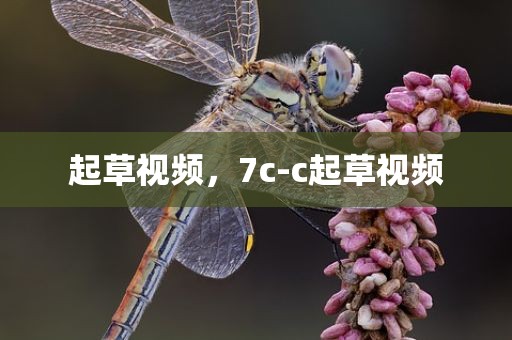 起草视频，7c-c起草视频