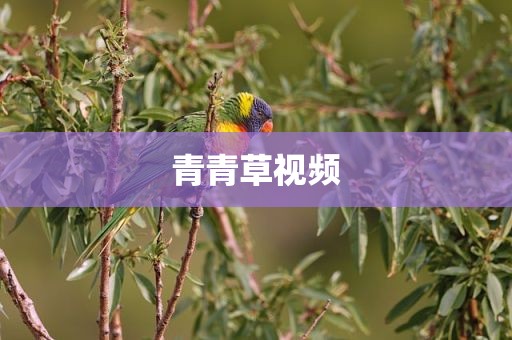 青青草视频