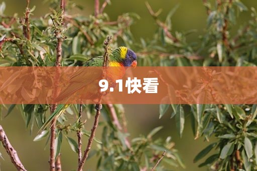 9.1快看