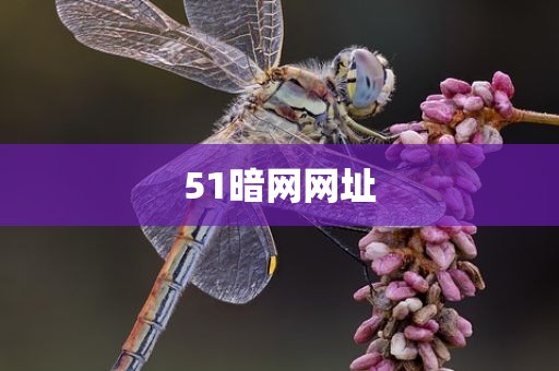 51暗网网址