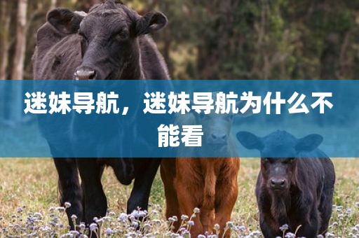 迷妹导航，迷妹导航为什么不能看